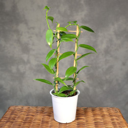 Wanilia płaskolistna Vanilla planifolia | Tomaszewski