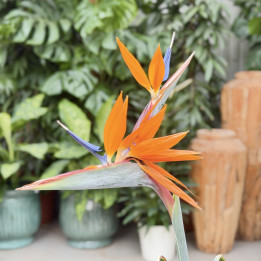 Strelicja królewska ⌀19 cm | Tomaszewski
