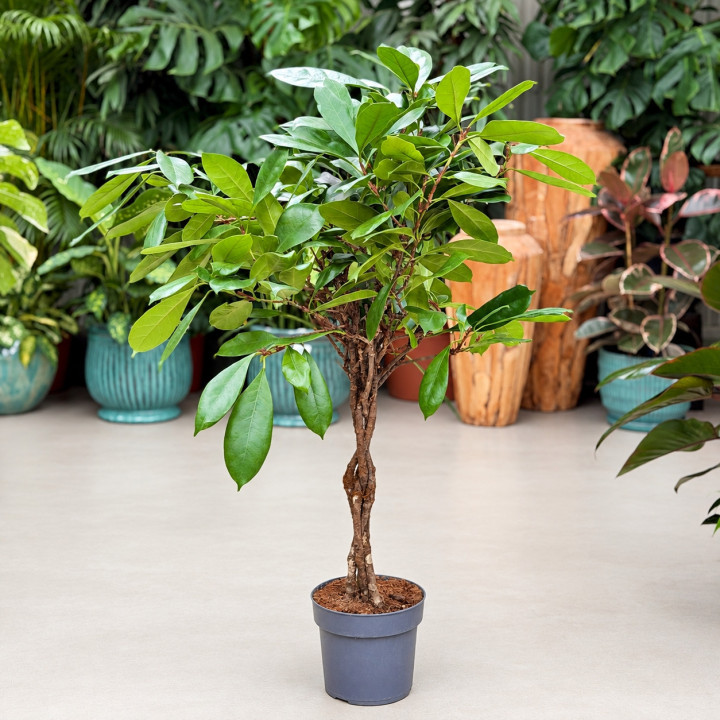 Ficus cyathistipula | Pleciony pień ⌀ 24 cm | Tomaszewski