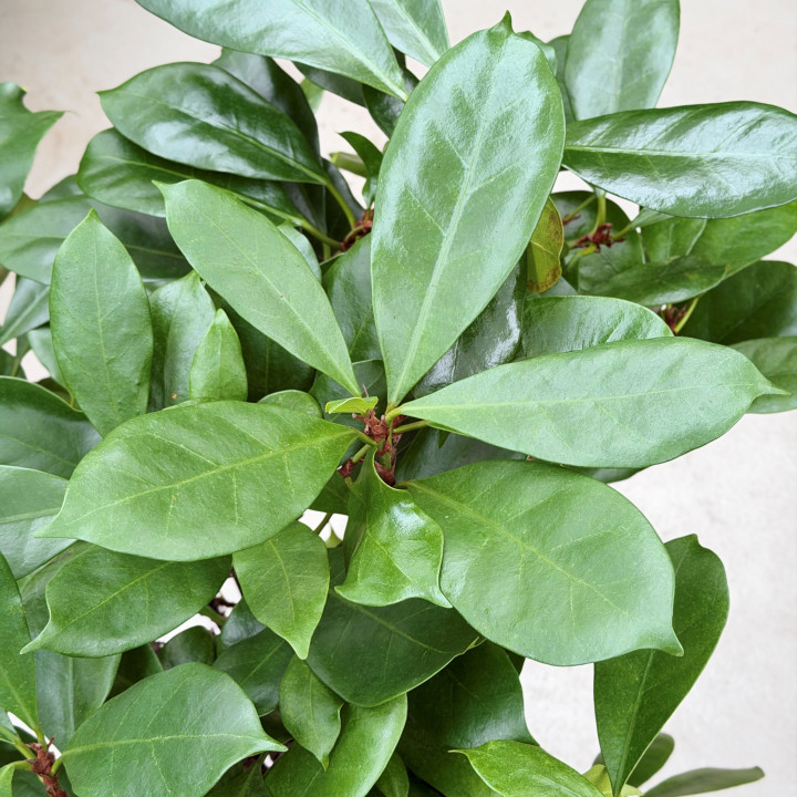 Ficus cyathistipula | Pleciony pień ⌀ 24 cm | Tomaszewski