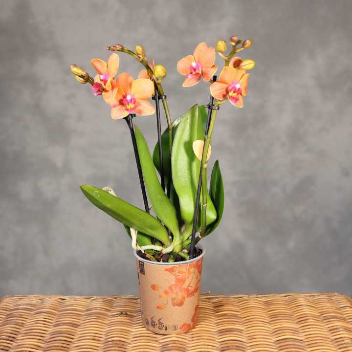 Storczyk Multiflora 'Bolzano' 3 pędy | Tomaszewski