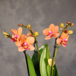 Storczyk Multiflora 'Bolzano' 3 pędy | Tomaszewski