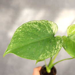 Monstera 'Devil Monster' kolekcjonerska ⌀6 cm | Tomaszewski