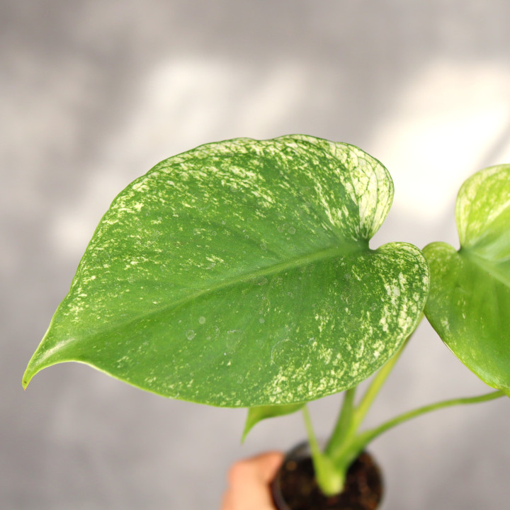 Monstera 'Devil Monster' kolekcjonerska ⌀6 cm | Tomaszewski