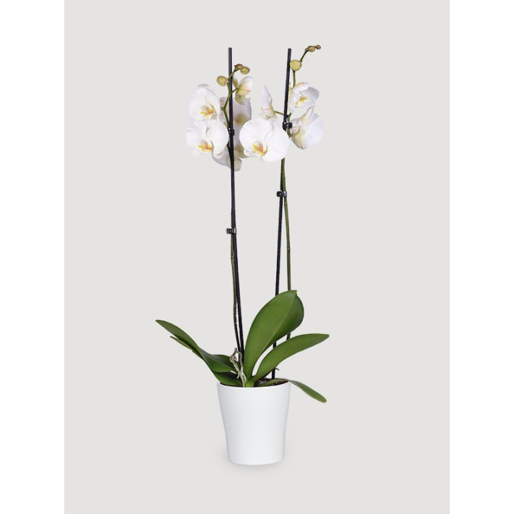 Storczyk Phalaenopsis biały| Długo kwitnie