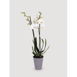 Storczyk Phalaenopsis biały| Długo kwitnie