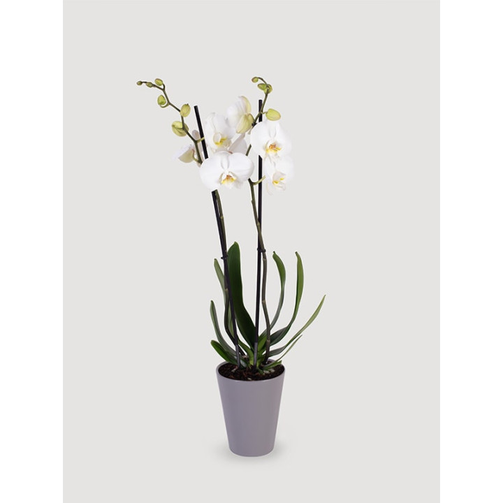 Storczyk Phalaenopsis biały| Długo kwitnie