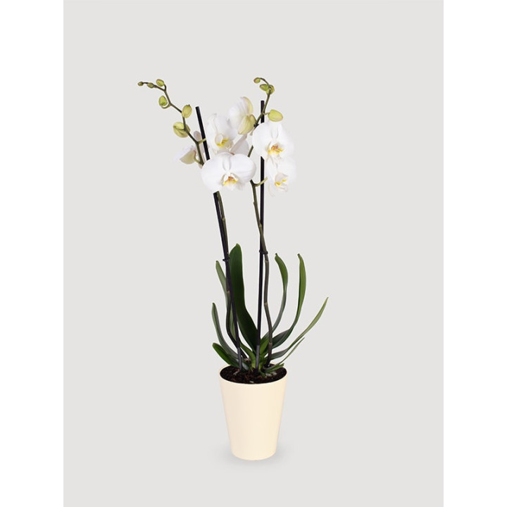 Storczyk Phalaenopsis biały| Długo kwitnie