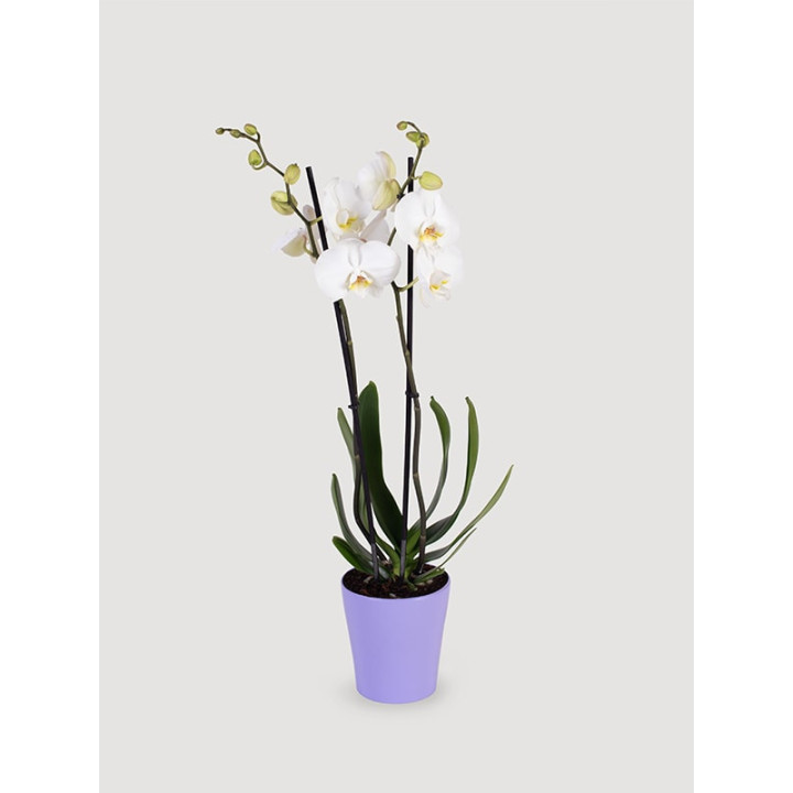 Storczyk Phalaenopsis biały| Długo kwitnie