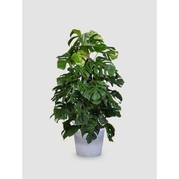 Monstera na pniu