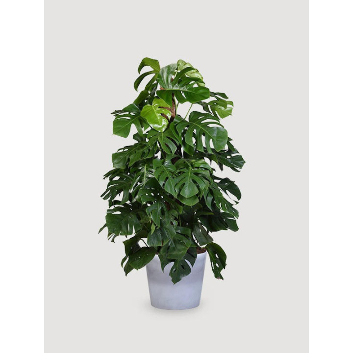 Monstera na pniu