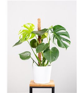Monstera na pniu