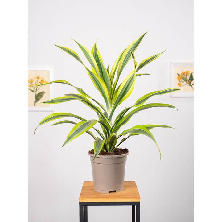 Dracena 'Lemon Lime'