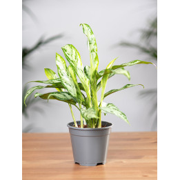Aglaonema 'Silver Queen' | Mała