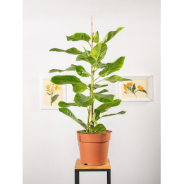 Fikus altissima 'Variegata' | Duży