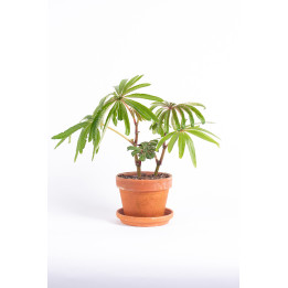 Begonia luxurians