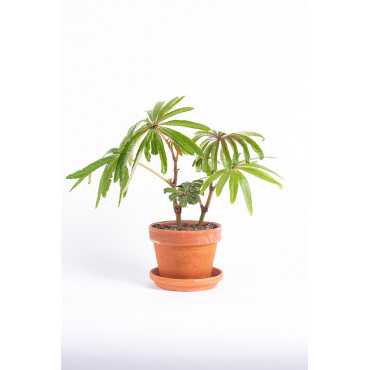 Begonia luxurians
