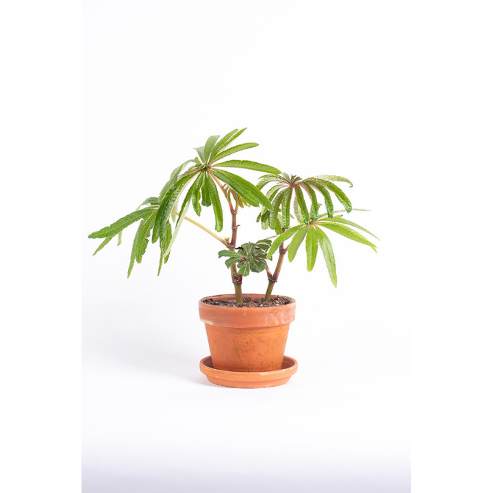 Begonia luxurians