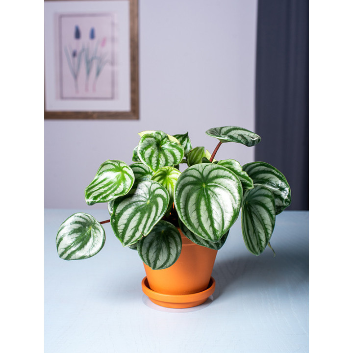 Peperomia 'Watermelon'