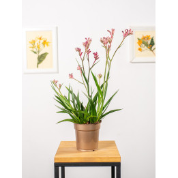 Anigozantos 'Beauty Red'
