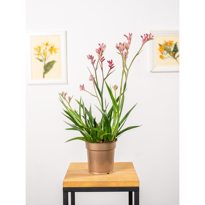 Anigozantos 'Beauty Red'