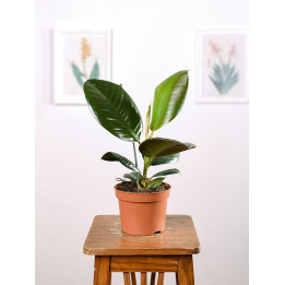 Fikus 'Robusta'