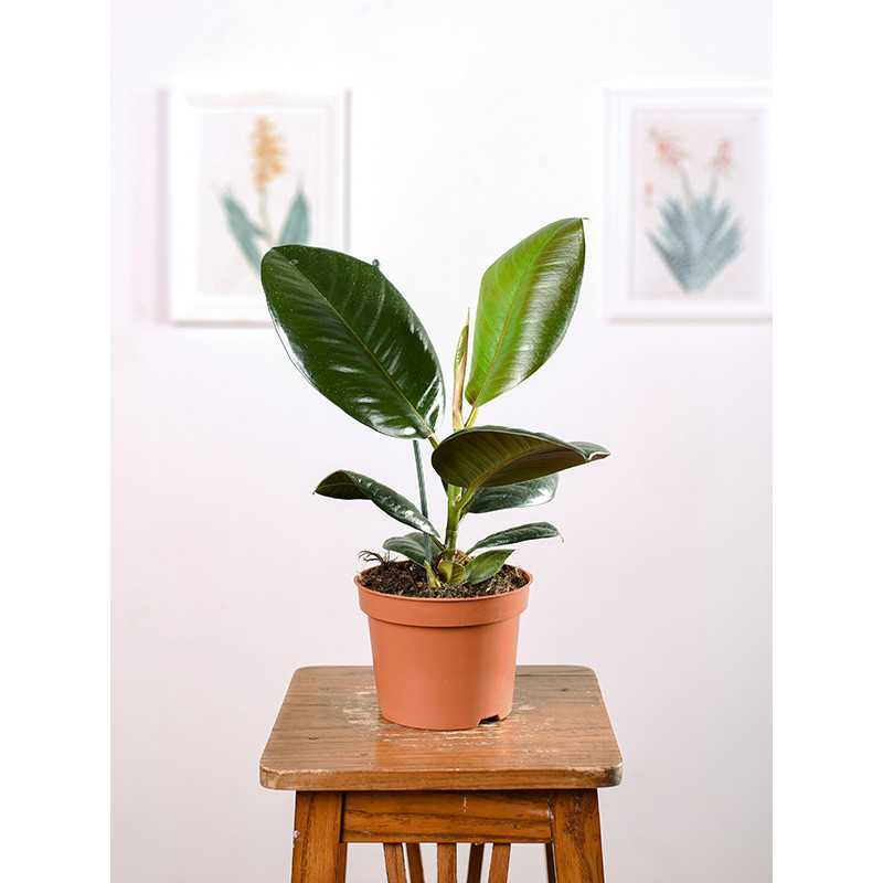 Fikus 'Robusta'