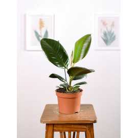 Fikus 'Robusta'