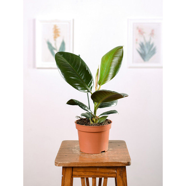 Fikus 'Robusta'