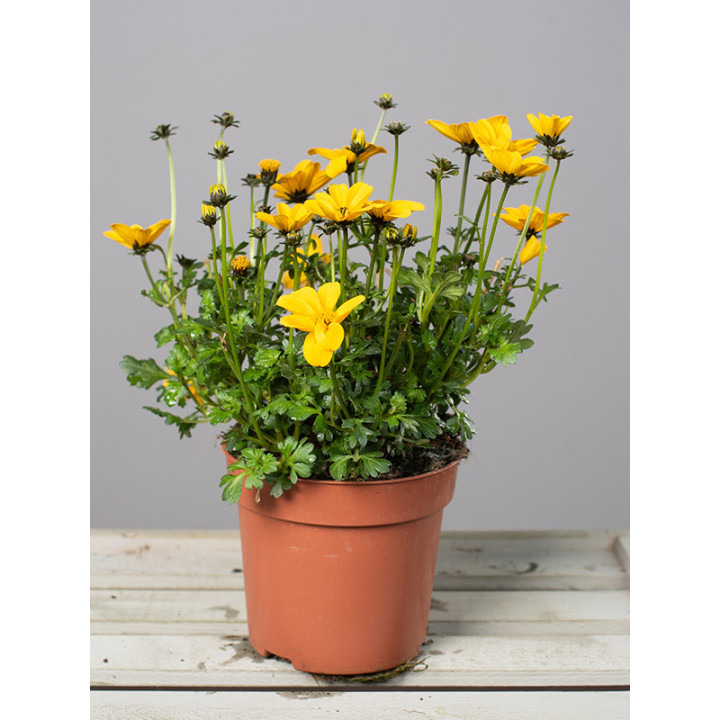 Bidens