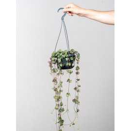 Ceropegia woodii