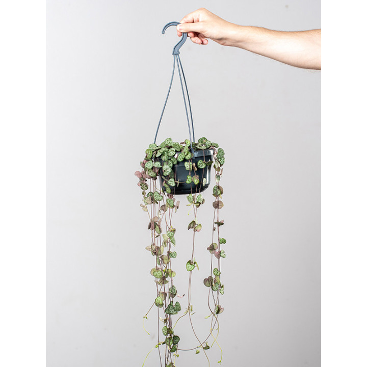 Ceropegia woodii