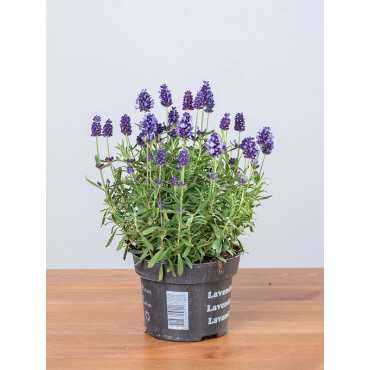 Lawenda 'Lavance Purple'