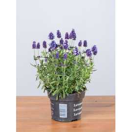 Lawenda 'Lavance Purple'