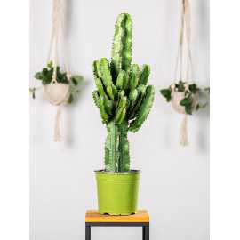 Euphorbia ingens