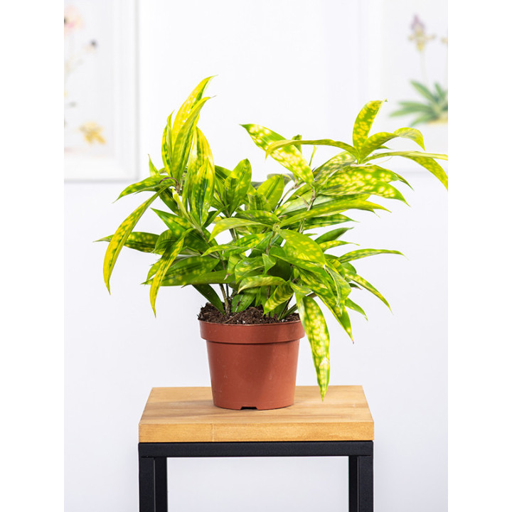 Dracena 'Mike'