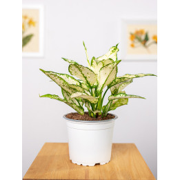 Aglaonema 'White Kiwi'