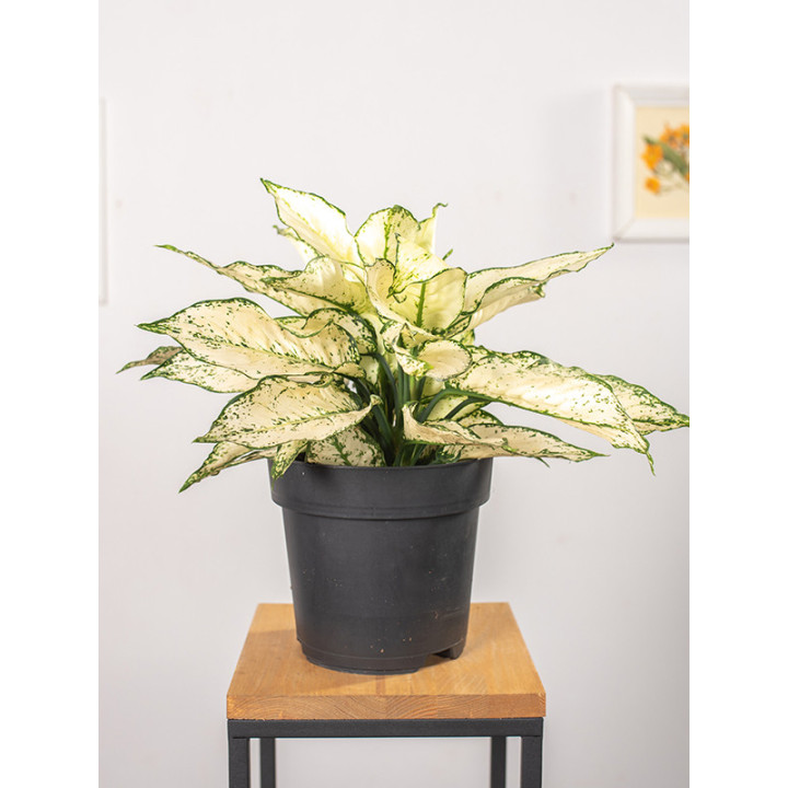 Aglaonema 'White Kiwi'