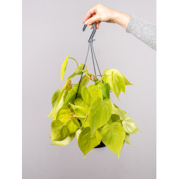 Filodendron 'Lemon Lime' | Wiszący