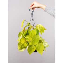 Filodendron 'Lemon Lime' | Wiszący