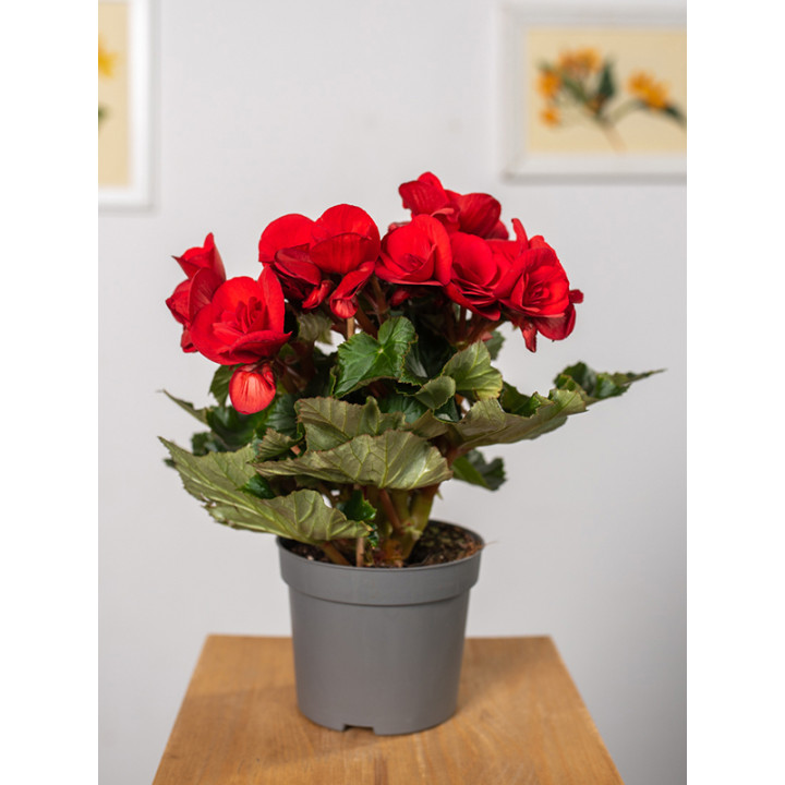 Begonia zimowa | Mała