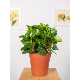 Peperomia 'Green Gold'