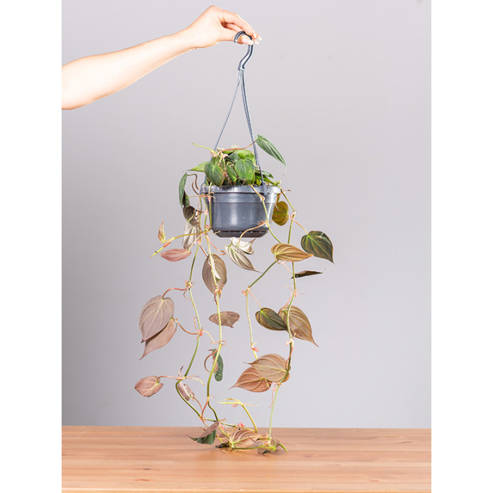 Filodendron 'Micans' | Wiszący