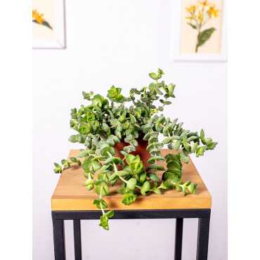 Grubosz 'Hottentot'