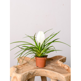 Tillandsia cyanea 'Biancini'