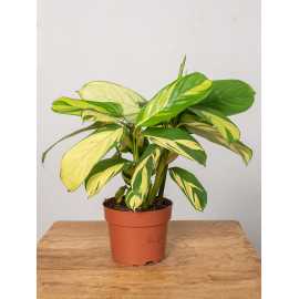 Ctenanthe 'Golden Mosaic' | Małe