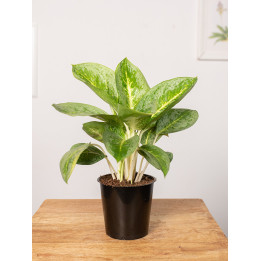 Aglaonema 'Lemon Mint' | Mała