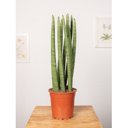 Sansewieria 'Straight'