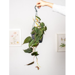 Filodendron 'Micans' | Tomaszewski