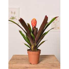 Guzmania 'Tala'